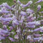 purple flower in a spike