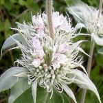 pale lilac colored flower with purple spots