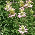 spotted beebalm
