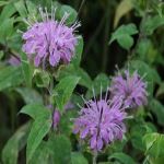 multiple light purple flowers growing in a cluster