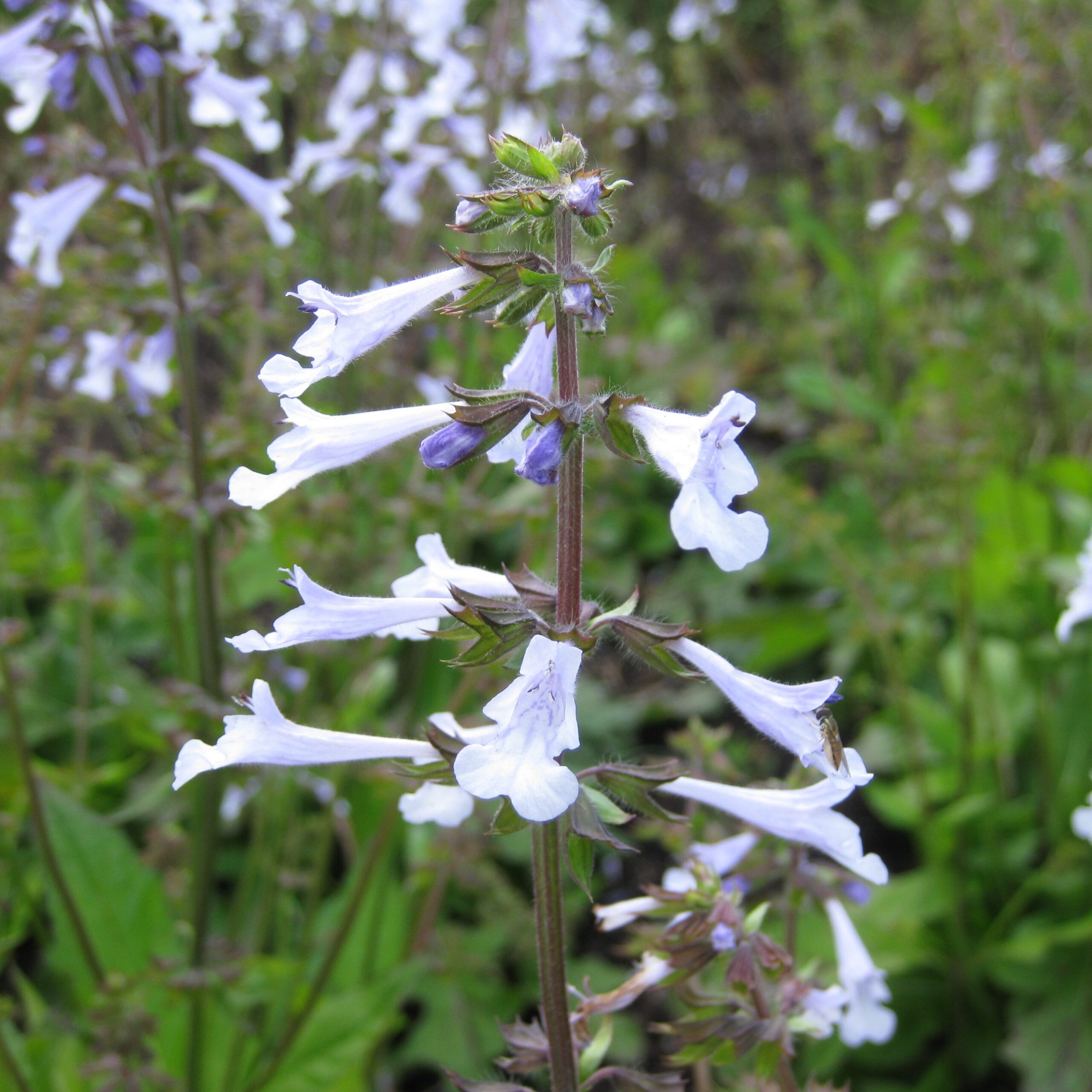 Purple flower in a spike.