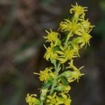 tiny yellow flowers in a spike