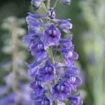 Tall_Larkspur