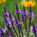 dark purple flower in a spike