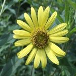 giant_sunflower
