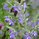 hoary skullcap