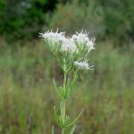 White flower in an umbel.