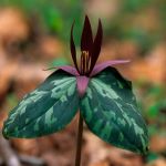 deep maroon colored flower