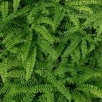 maidenhair fern