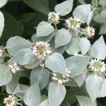 pale lilac colored flower with purple spots