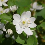 white flower rue anemone