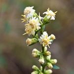tiny white flower in a spike