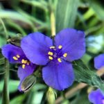 three petaled purple-blue flower virginia spiderwort