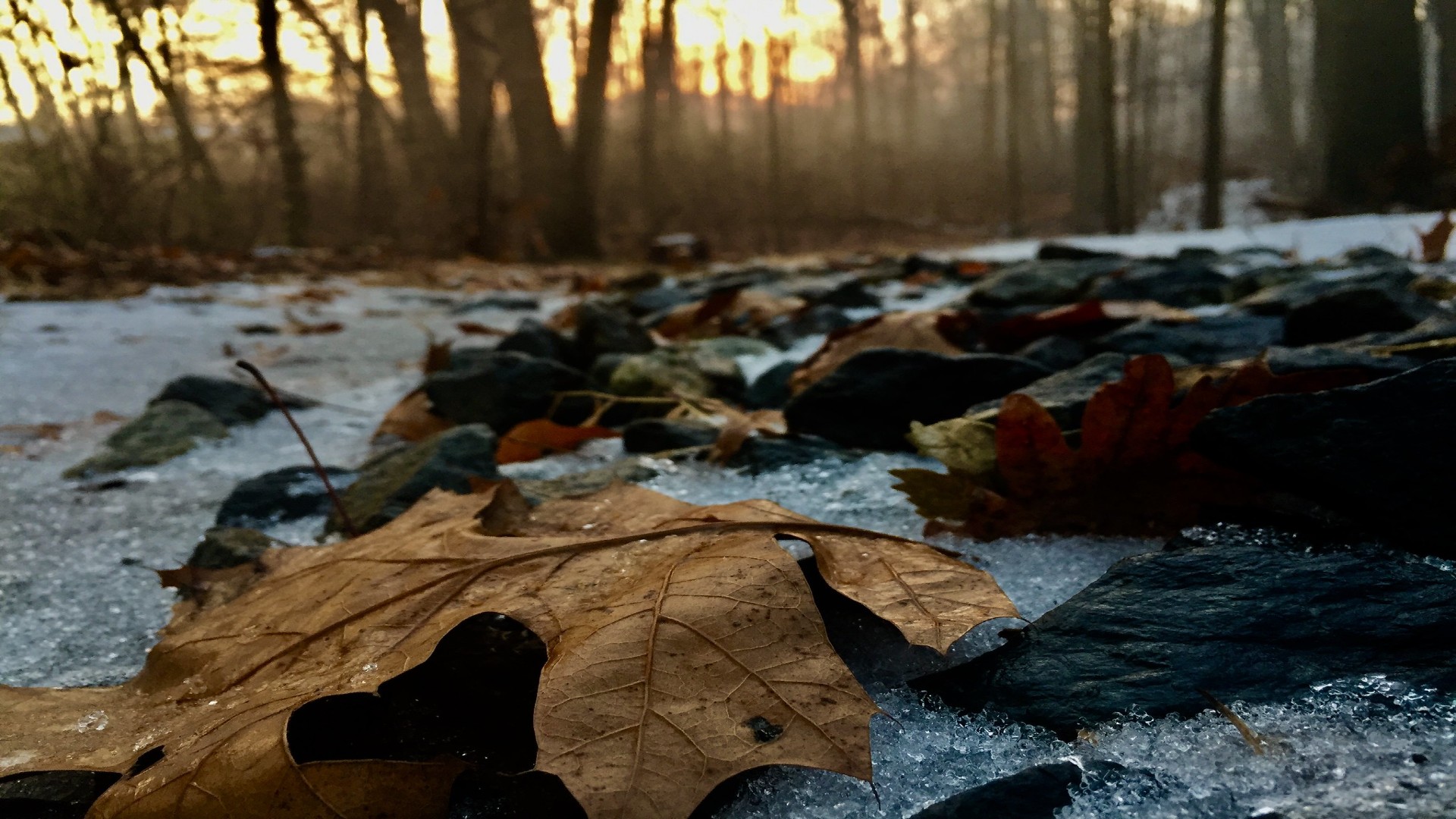 Maple leaf lying on the snowy, icy forest floor