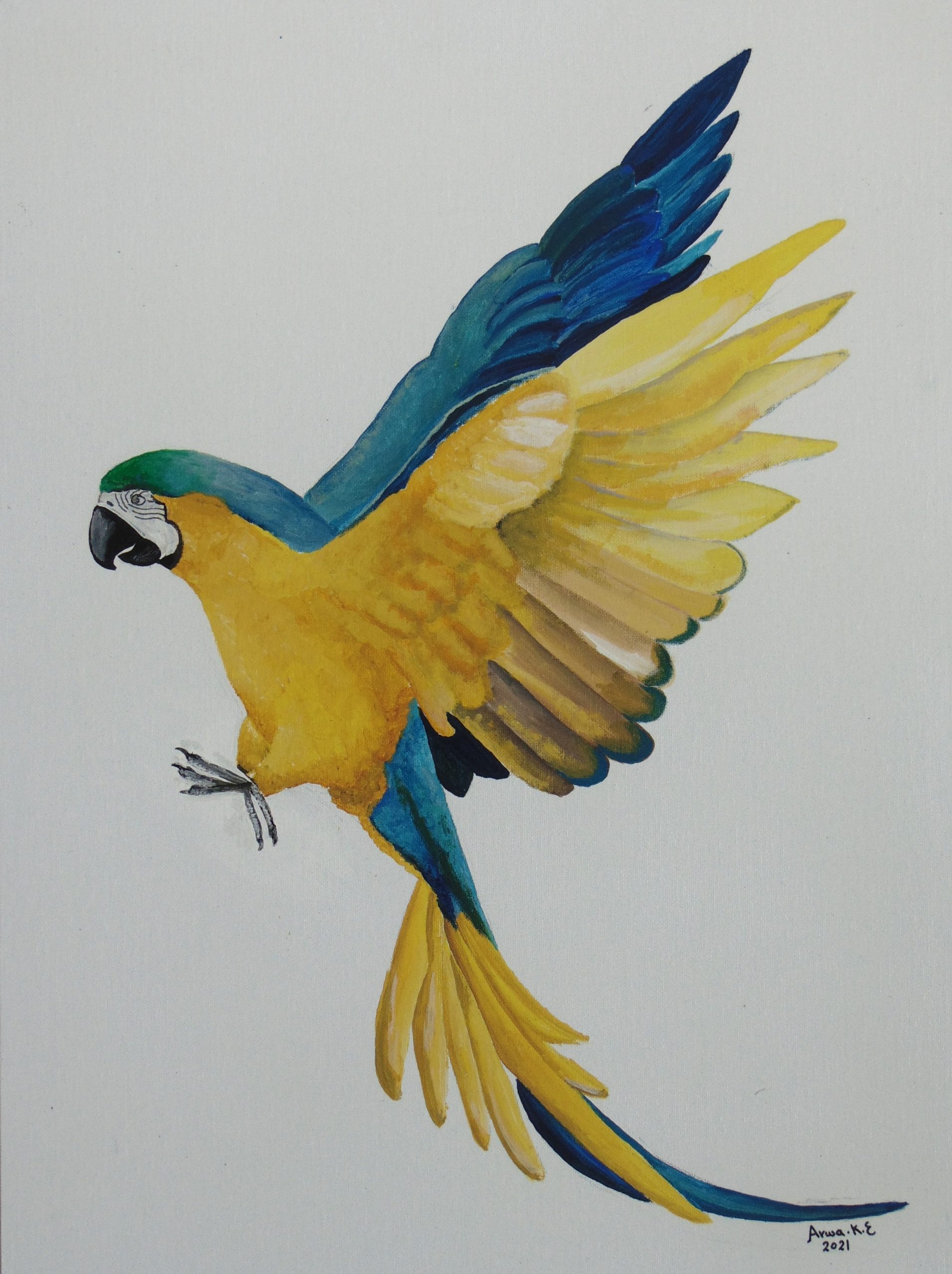 Painting of blue and yellow Parrot