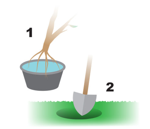 Graphic illustration of a seedling in a bucket for step 1, and a shovel on the ground for step 2