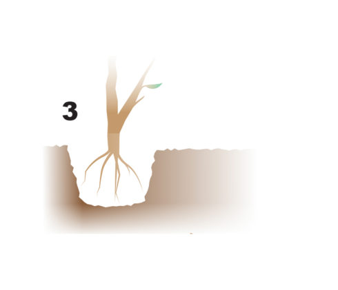 Graphic illustration of a seedling being placed in a hole, roots down