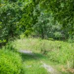 Lois Y. Green Conservation Park