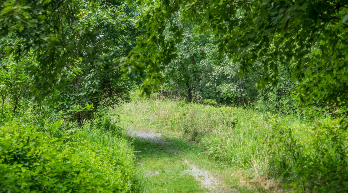 Lois Y Green Conservation Park a trail headed into foliage