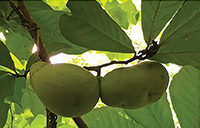 photo of leaves and fruit on a Pawpaw tree