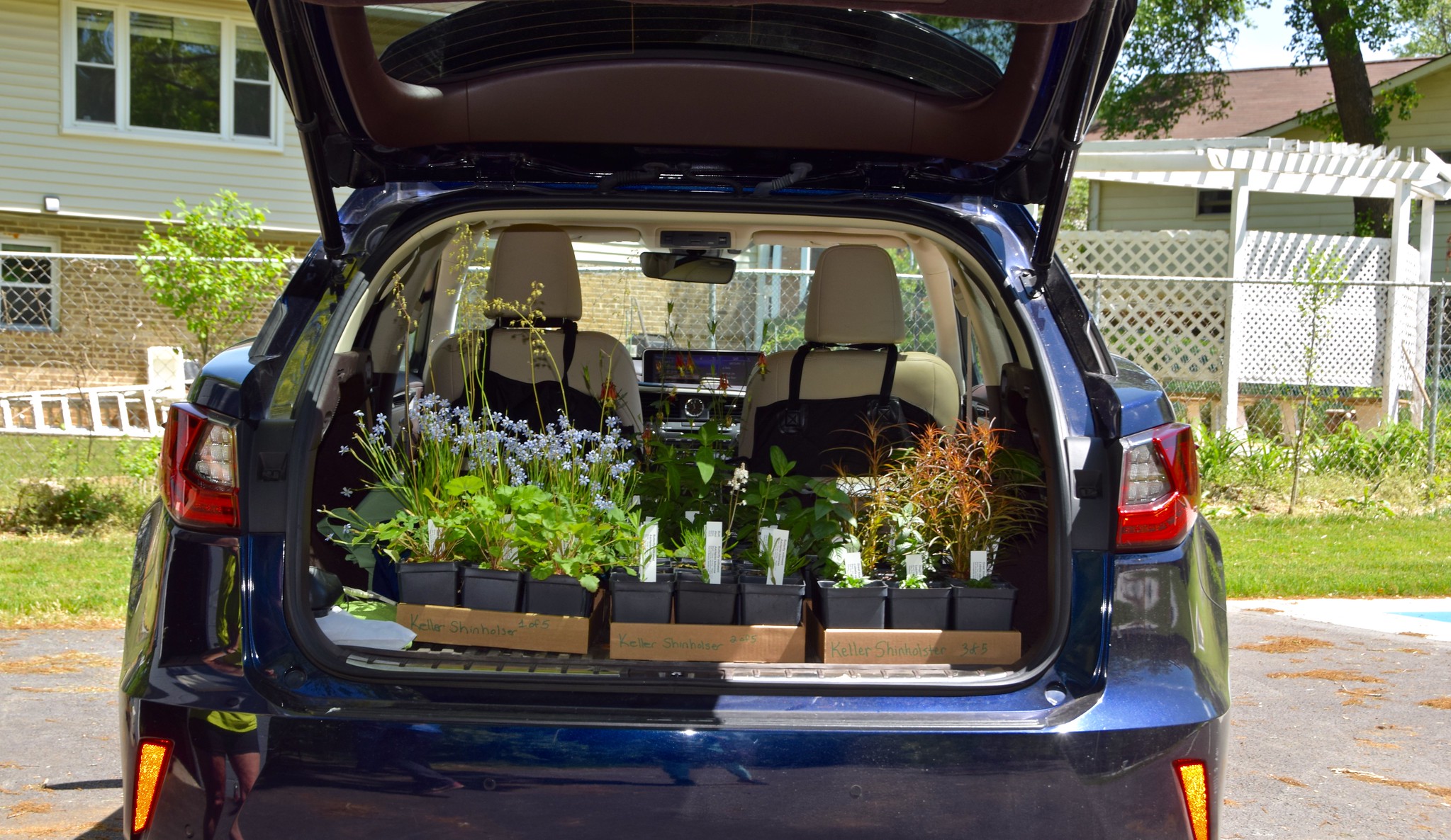 plants in the back of a car