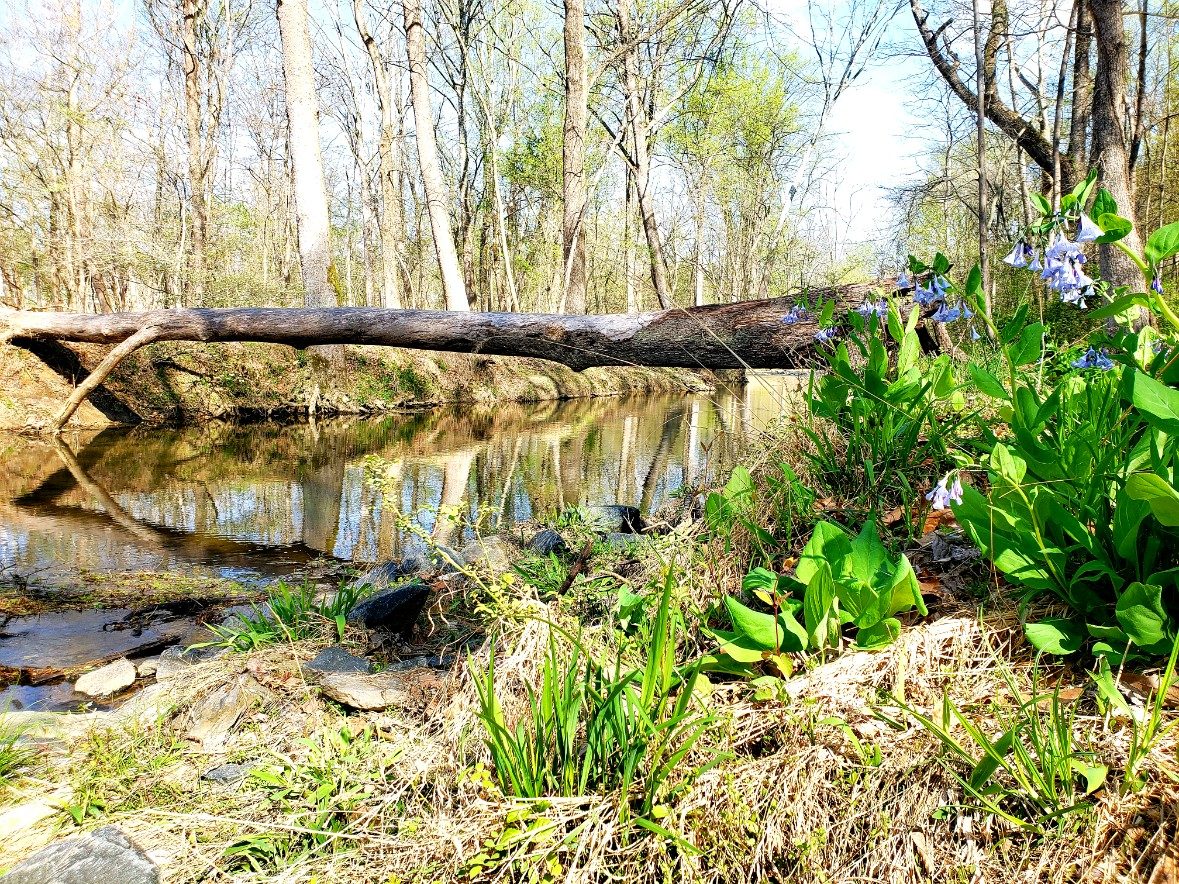 Northwest Branch Trail offers lovely views of the stream and seasonal wildflowers, like Virginia bluebells.