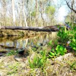 Northwest Branch Trail with stream and flowers