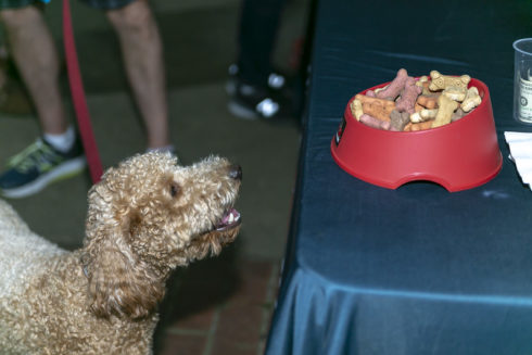 Dog, Tableware, Water dog, Food, Textile, Dog breed, Carnivore, Ingredient, Working animal, Fawn