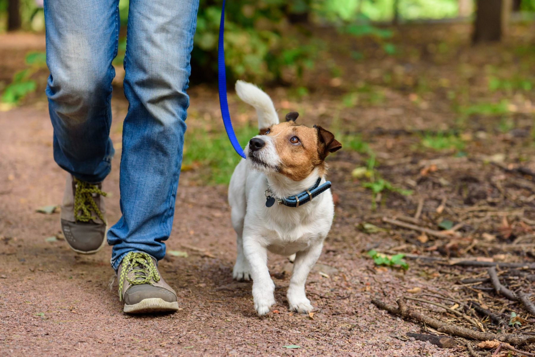 Dog on leash walking along wooded path.