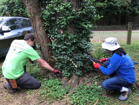 Weed Warriors work together to cut wintercreeper off a tree