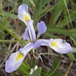 three petaled blue flower 
