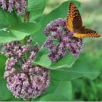 Common Milkweed