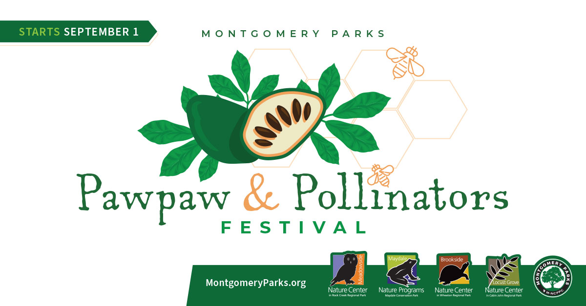 Graphic for the Montgomery Parks Pawpaw & Pollinators Festival. Online starting September 1s