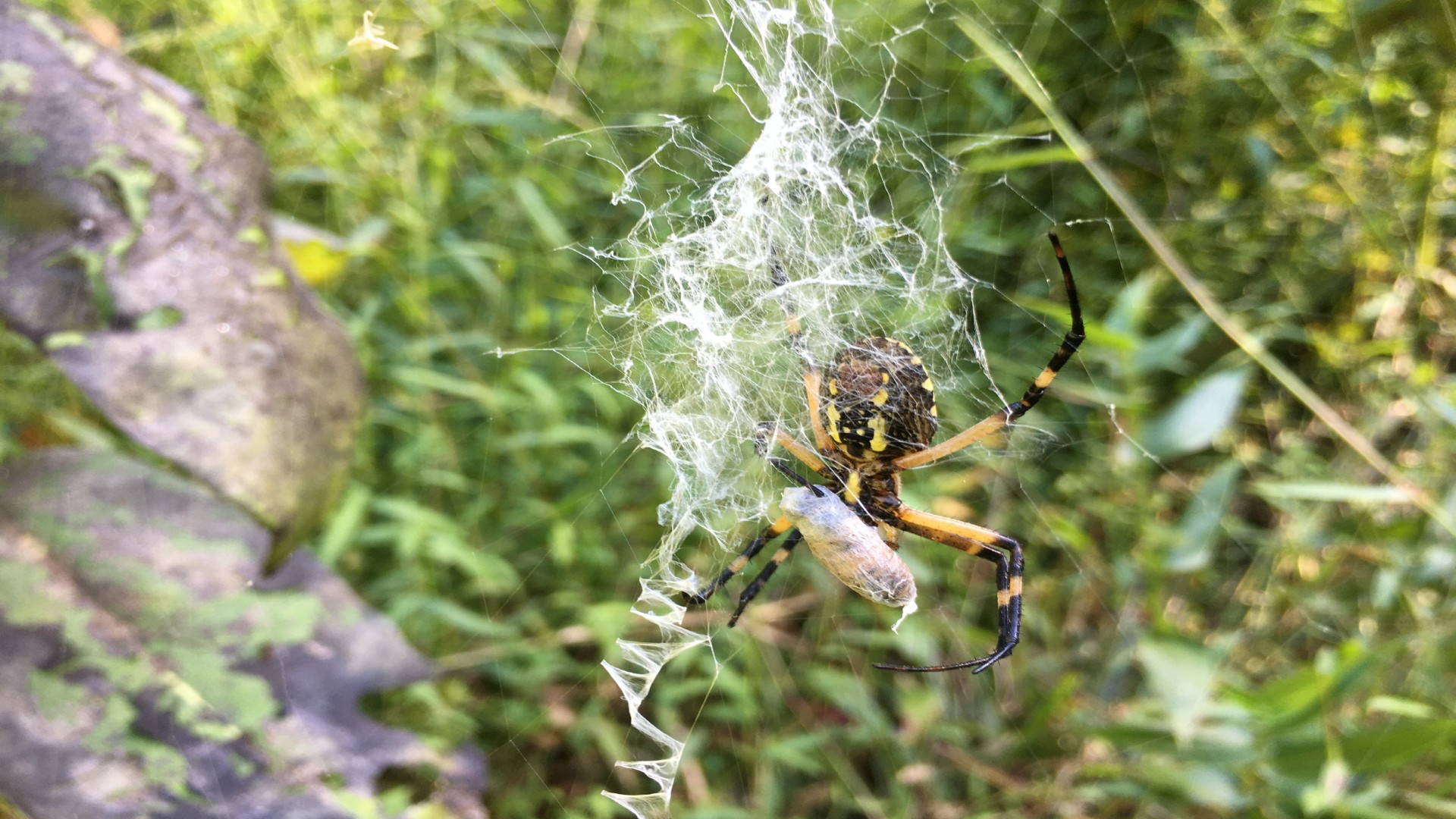 A yellow garden spider spins its web in a grassy meadow.