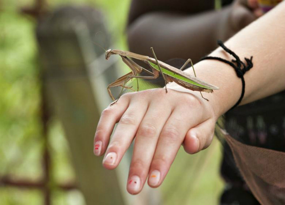 praying mantis on hand