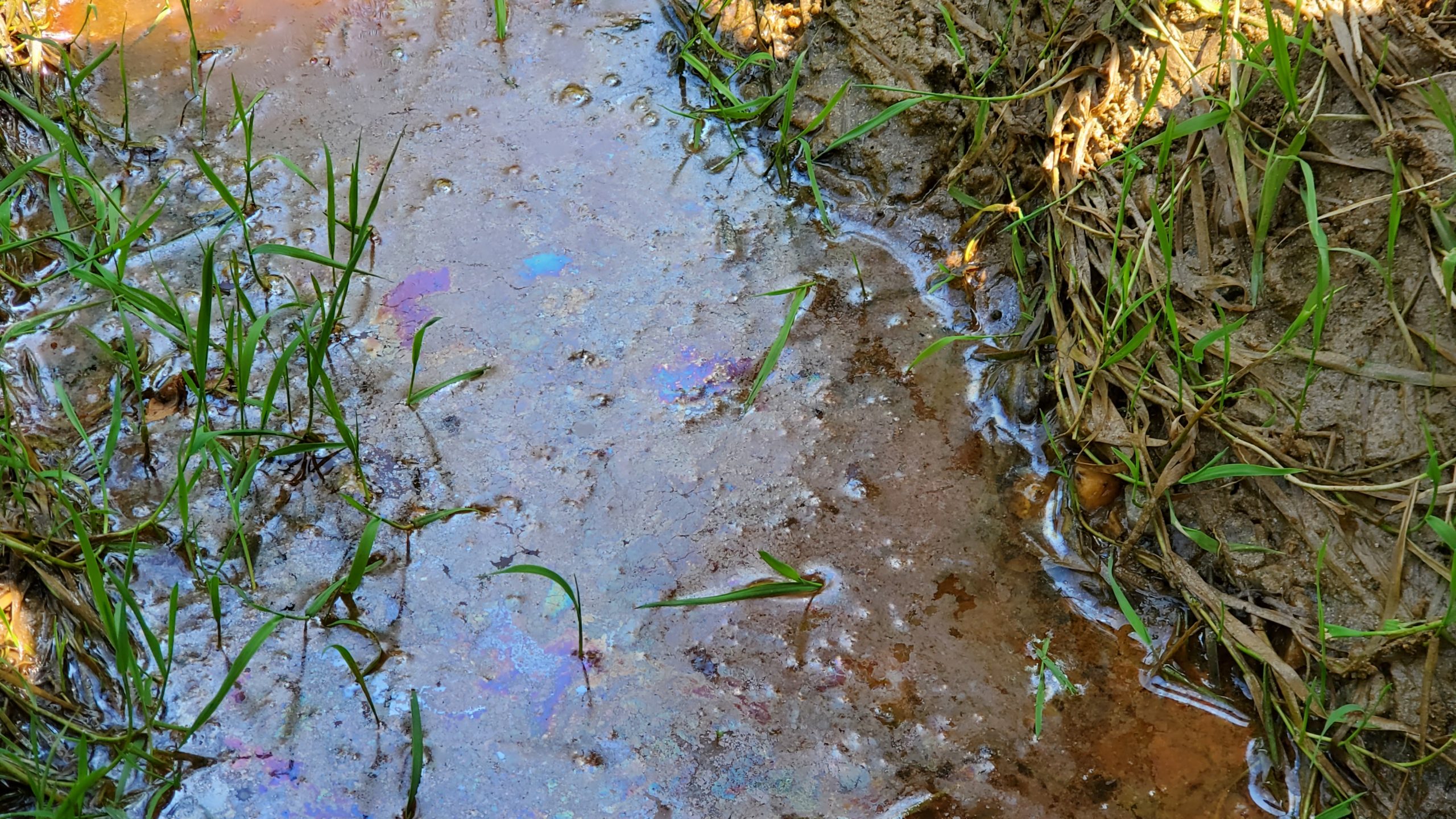 Iron-Oxidizing Bacteria