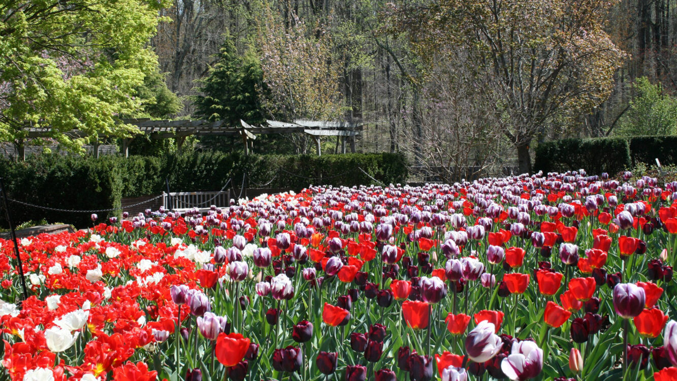 field of red and white tulips