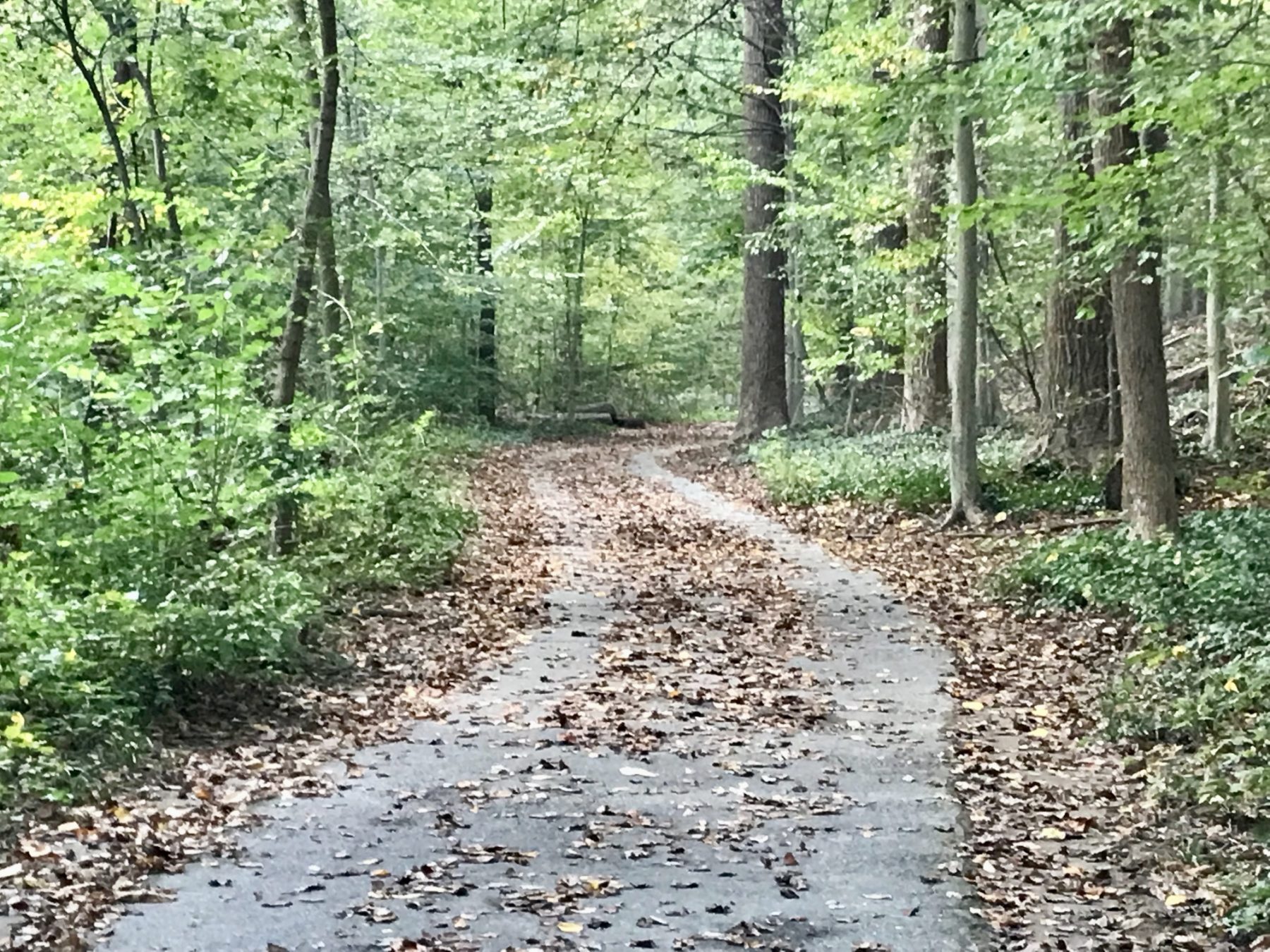 trail at sligo creek park