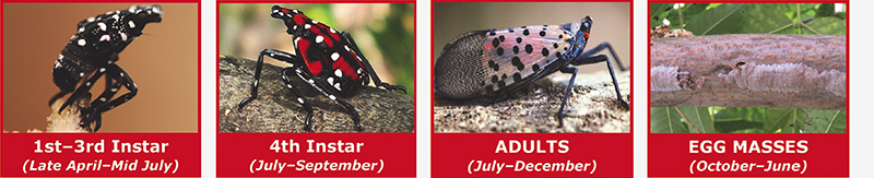 Four photos of the life cycle of the Spotted Lanternfly
