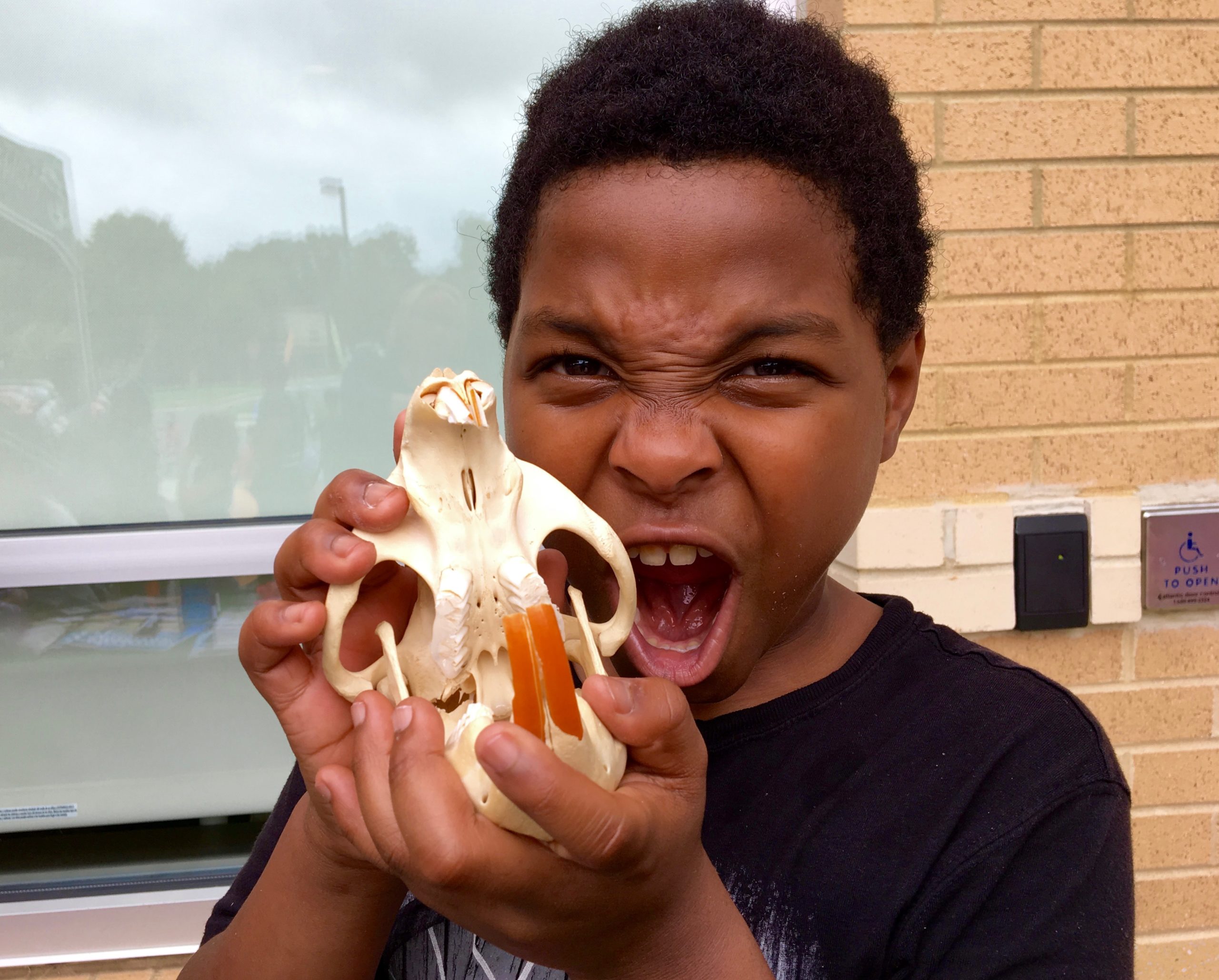 A young person holds a beaver skull.