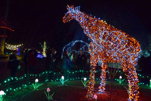Giraffe light display at Garden of Lights.