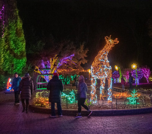 A group of people walk past a giraffe light display at Garden of Lights.