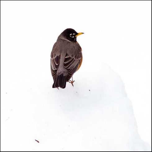 Bird sitting on top of snow pile.