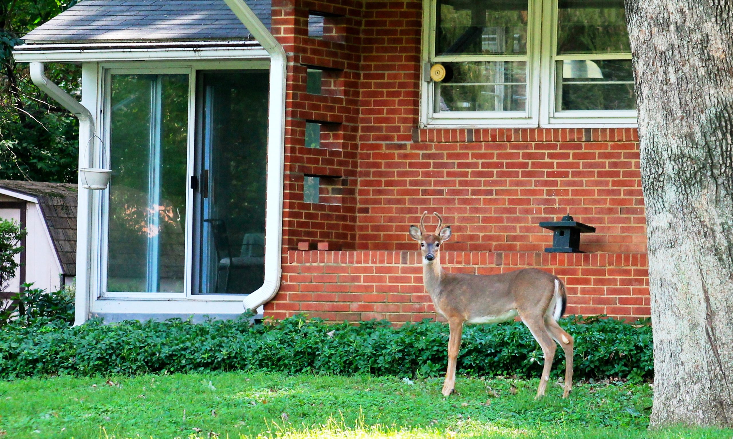 Deer In Montgomery County