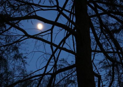 Moon shining through trees at dusk.