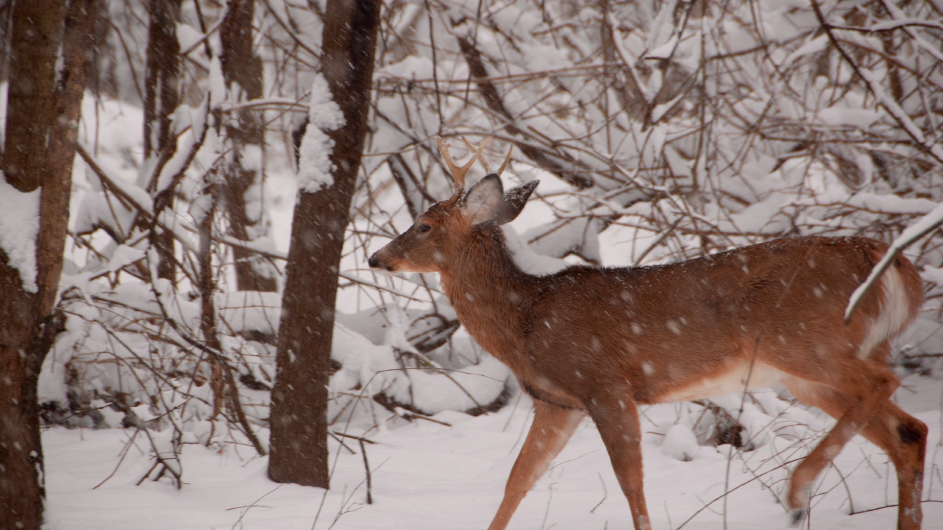 A deer is caught walking through the forest in the snow