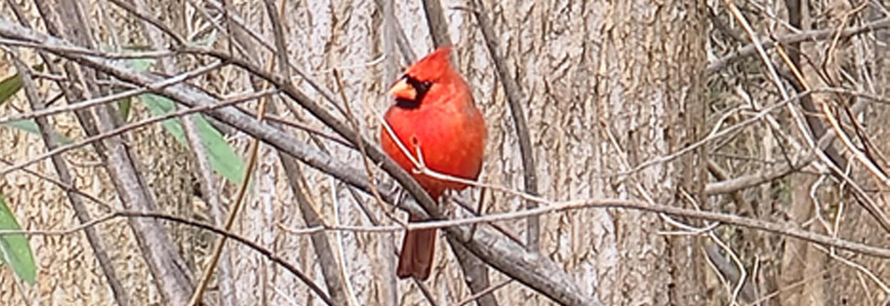 Photo of Cardinal at Locust Grove Nature Center
