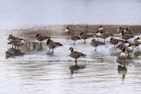 Canada geese and a duck rest on ice on Little Seneca Lake at Black Hill Regional Park.