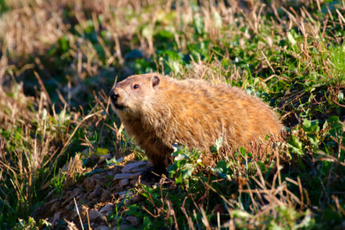 A groundhog on a grassy hillside looks into the distance.