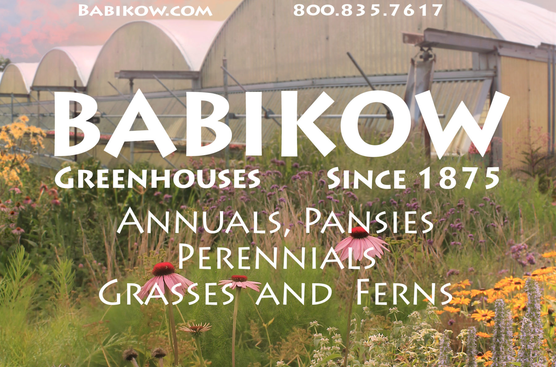 Babikow company logo over image of greenhouses and flower. Text reads "Babikow Greenhouses since 1875. Annuals, Pansies, Perennials, Grasses and Ferns
